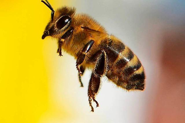 Spielplatz am Birkenweg wegen Wildbienen gesperrt