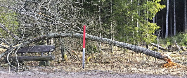 Frisch angeknabbert: Ein Biber hat sic...ser kippte dann auf ein Ruhebnkchen.   | Foto: Kamera 24
