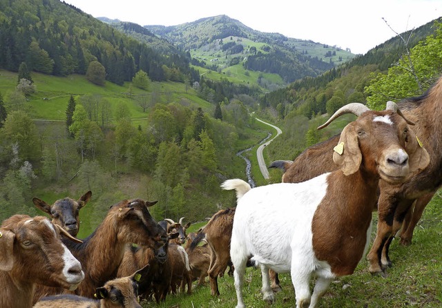 Ziegen helfen dabei, die Landschaft im...ebiet Sdschwarzwald offen zu halten.   | Foto: Sattelberger