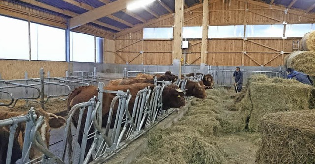 Rinder im von der EU bezuschussten neuen Stall in Prechtal.  | Foto: LRA