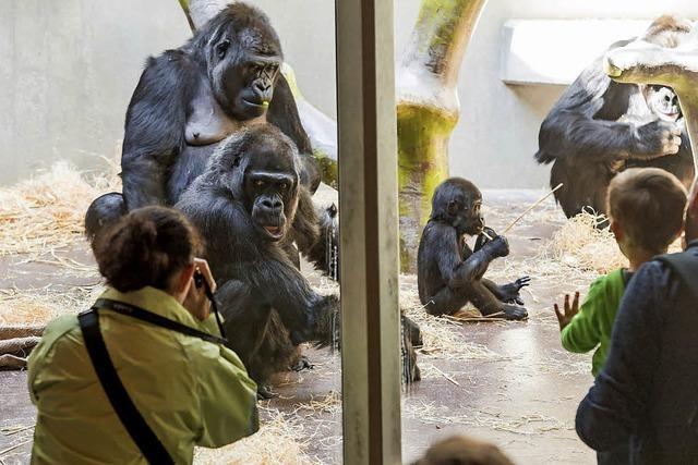 Weniger Besucher im Basler Zoo
