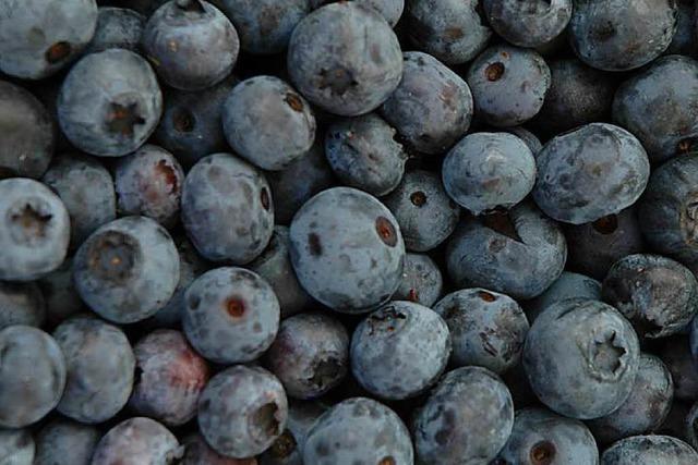 Studie: Blaubeeren sind gut fr das Gehirn