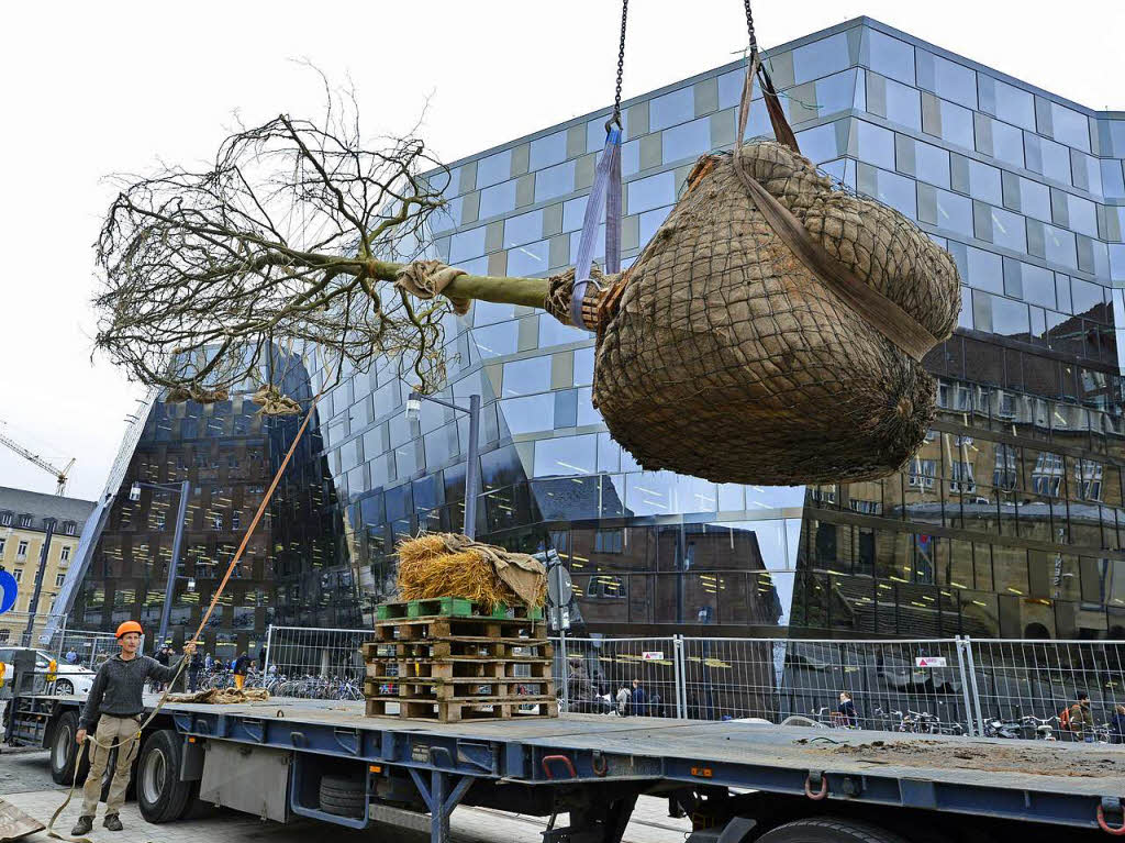 Ein 6,5 Tonnen schwerer Baum hebt ab. Der Tieflader hat die Platane von der Gegend um Potsdam bis vor die Freiburger Unibibliothek gefahren.