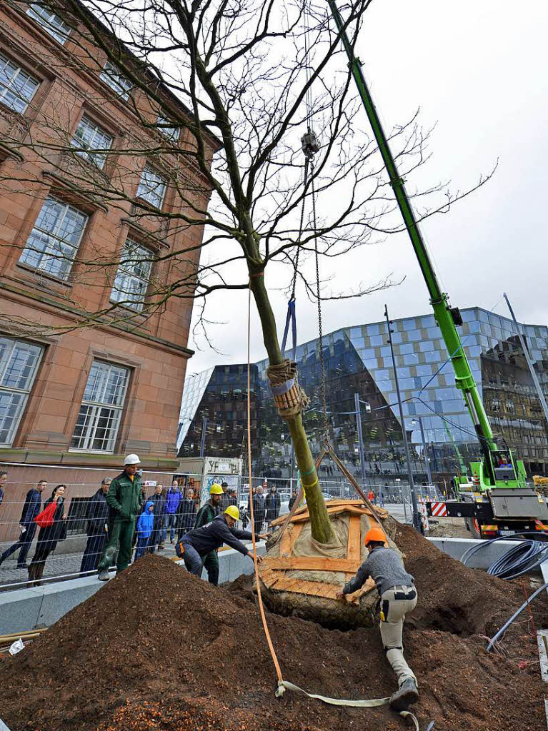 Der erste steht, ein Dutzend weitere folgen: Die Stadt Freiburg pflanzt die neuen Bume fr den Platz der Alten Synagoge.