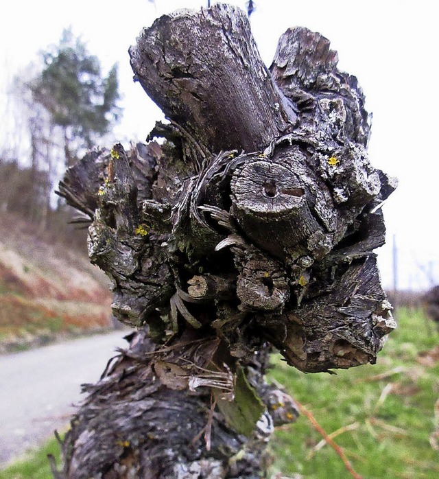 GROER PHANTASIE bedarf&#39;s wohl nic...nen &#8222;Skulpturen&#8220; begegnen.  | Foto: Reiner Merz