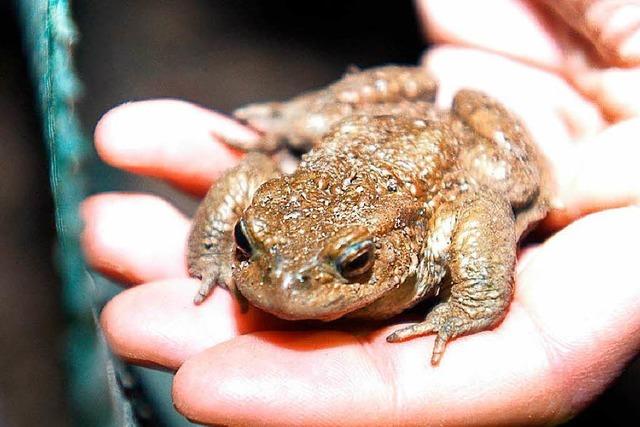 Aufgepasst! Auch im Wald sind Krten unterwegs