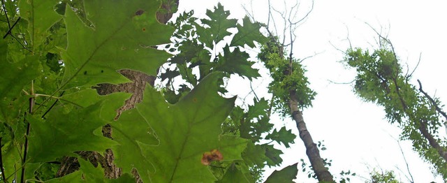 Von einem Pilz befallene Eschen in einem Waldgebiet   | Foto: DPA