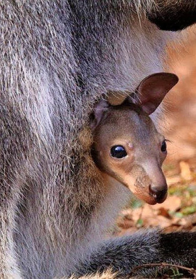 Neugierig lugt  das im Vogelpark Stein...orene Knguru-Baby aus Mamas  Beutel.   | Foto: ZVG