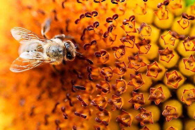 Wie sah der Vorfahre der Bienen aus?