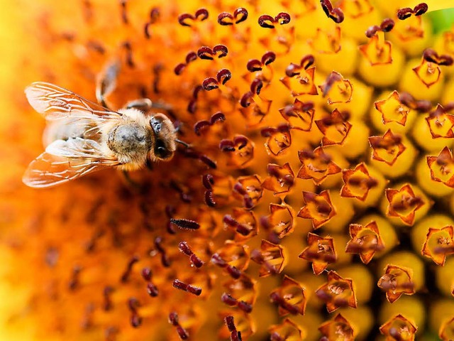 Es gibt wohl eine Million Hautflgler-Arten, wie die Biene.   | Foto: dpa