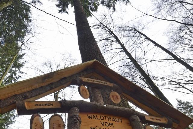 Deutschlands hchster Baum: Wie hoch kann Waldtraud werden?