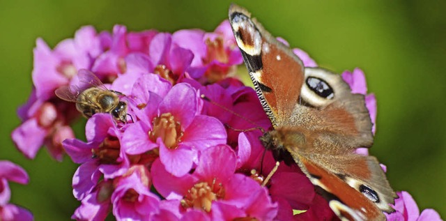   | Foto: wilhelm billharz