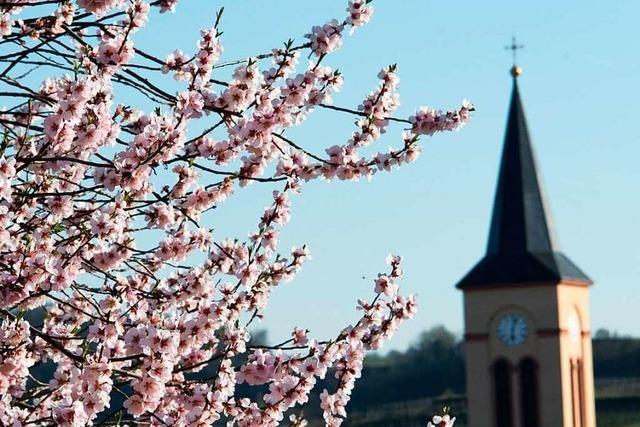 Fotos: So schn kommt der Frhling in Sdbaden an