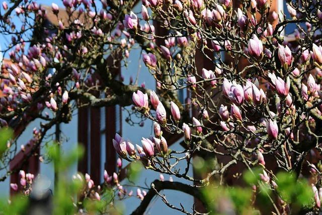 Fotos: Das sind die schnsten Blumenstraen Freiburgs