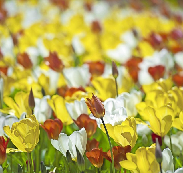 Keukenhof, Niederlande  | Foto: Andrea Schiffner