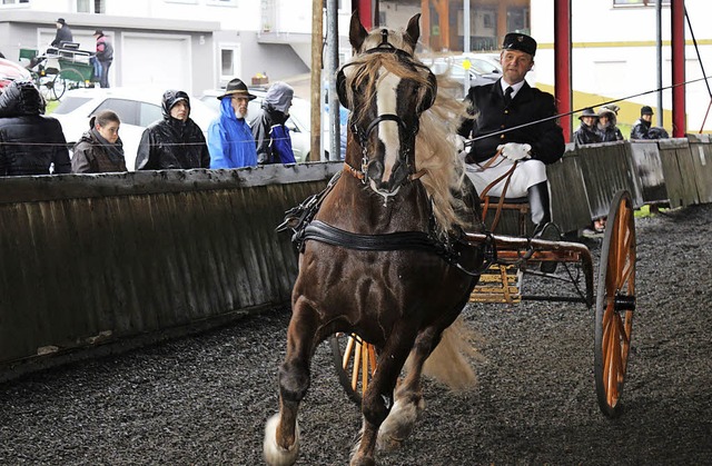 Die Hengstvorstellung beim Schwarzwld...den 15 Schwarzwlder Kaltbluthengste.   | Foto: Karin Heiss