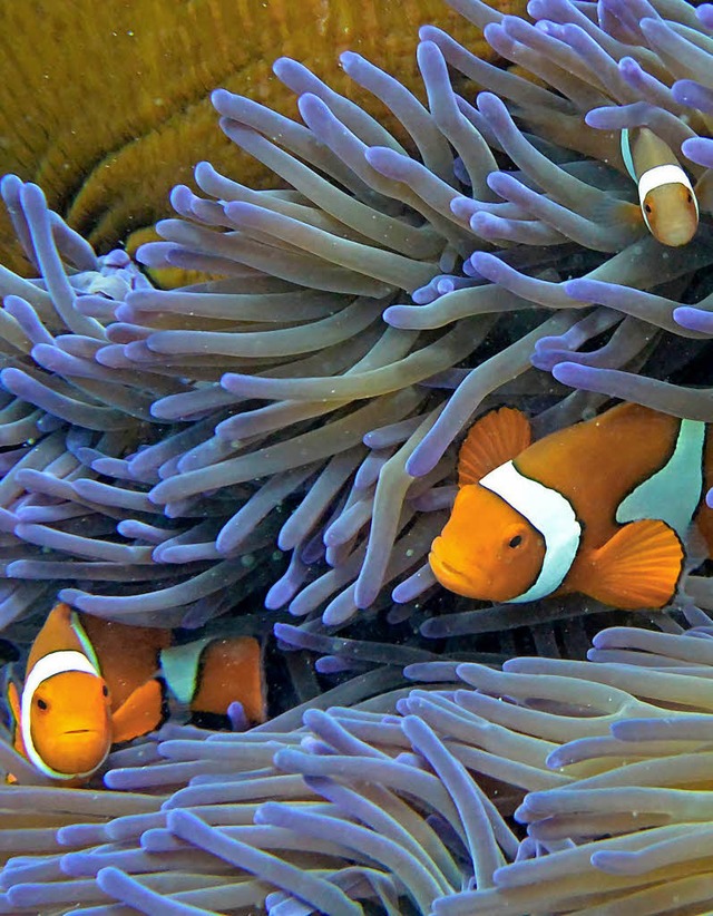 Korallenriff in Australien   | Foto: AFP