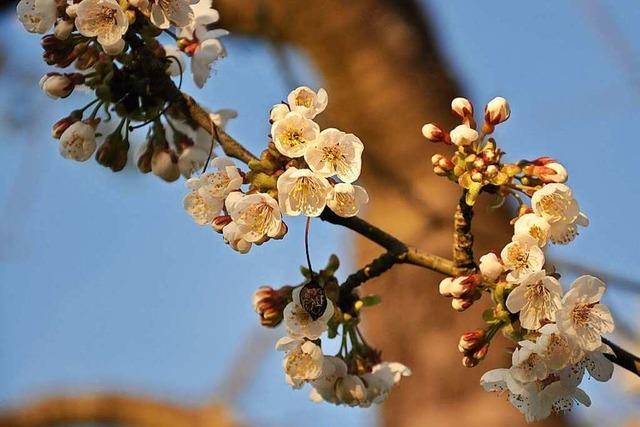 Fotos: Im Eggenertal blhen die Kirschbume