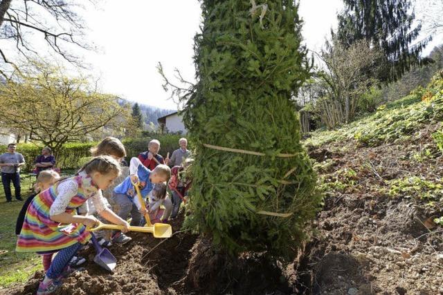 Kindergartenkinder pflanzen Fichte in Gnterstal