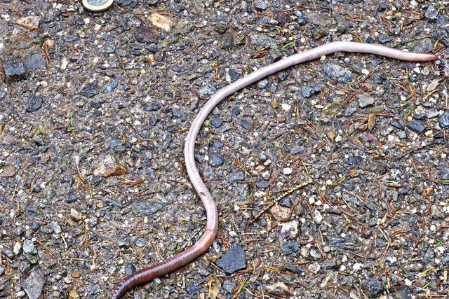 Riesenwurm am Schluchsee