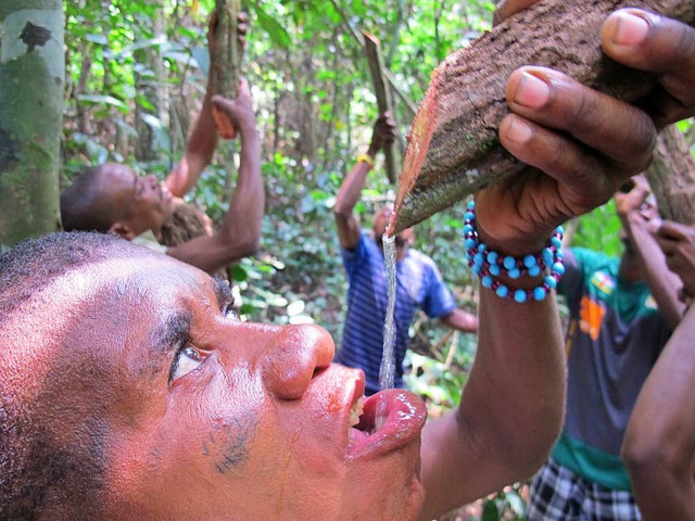 Erfrischung im Dschungel Zentralafrika...enstammes, trinken Wasser aus Lianen.  | Foto: -