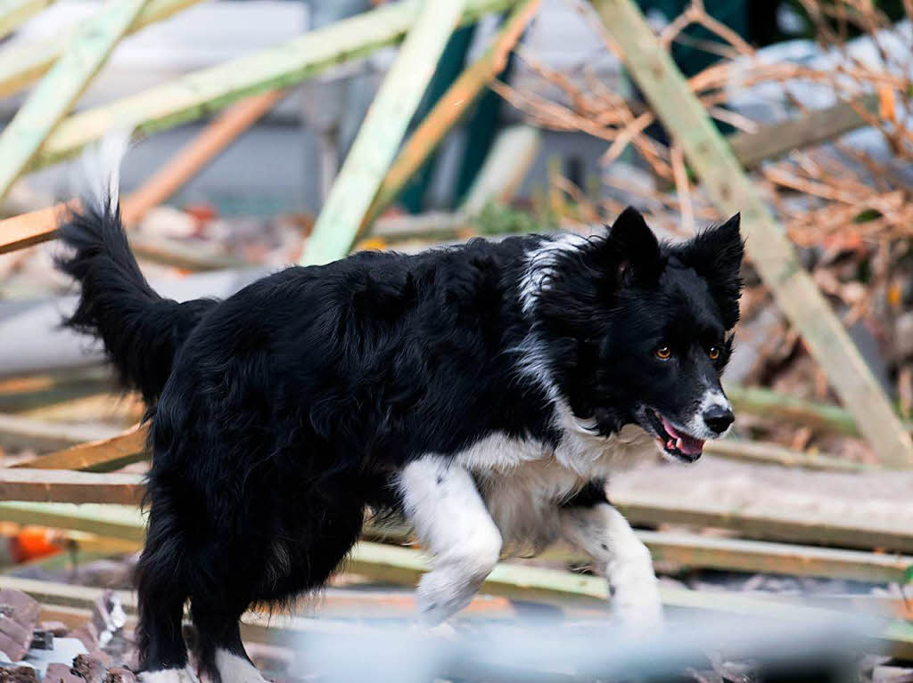 Ein Suchhund springt durch die Trmmer des Wohnhauses.