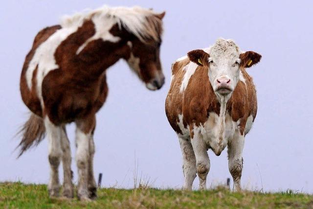 Wer stinkt mehr – Pferd oder Kuh?