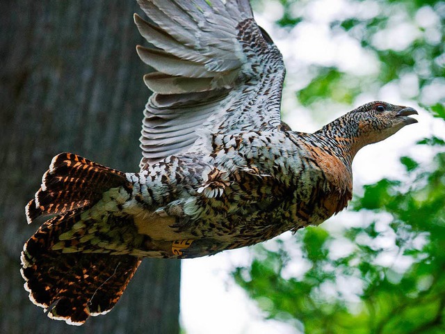 Die scheuen Auerhhner sind im Schwarzwald selten geworden.   | Foto: DPA