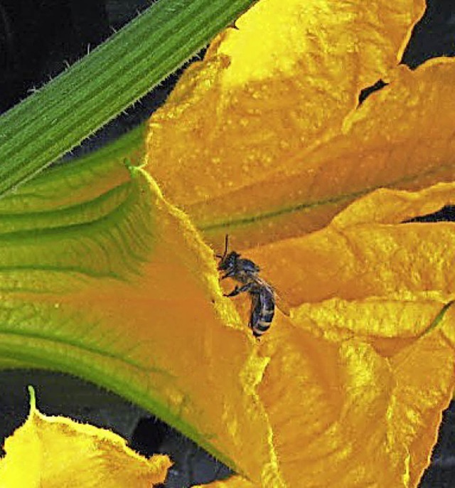 Bienen mgen auch  Zucchiniblten.   | Foto: woti