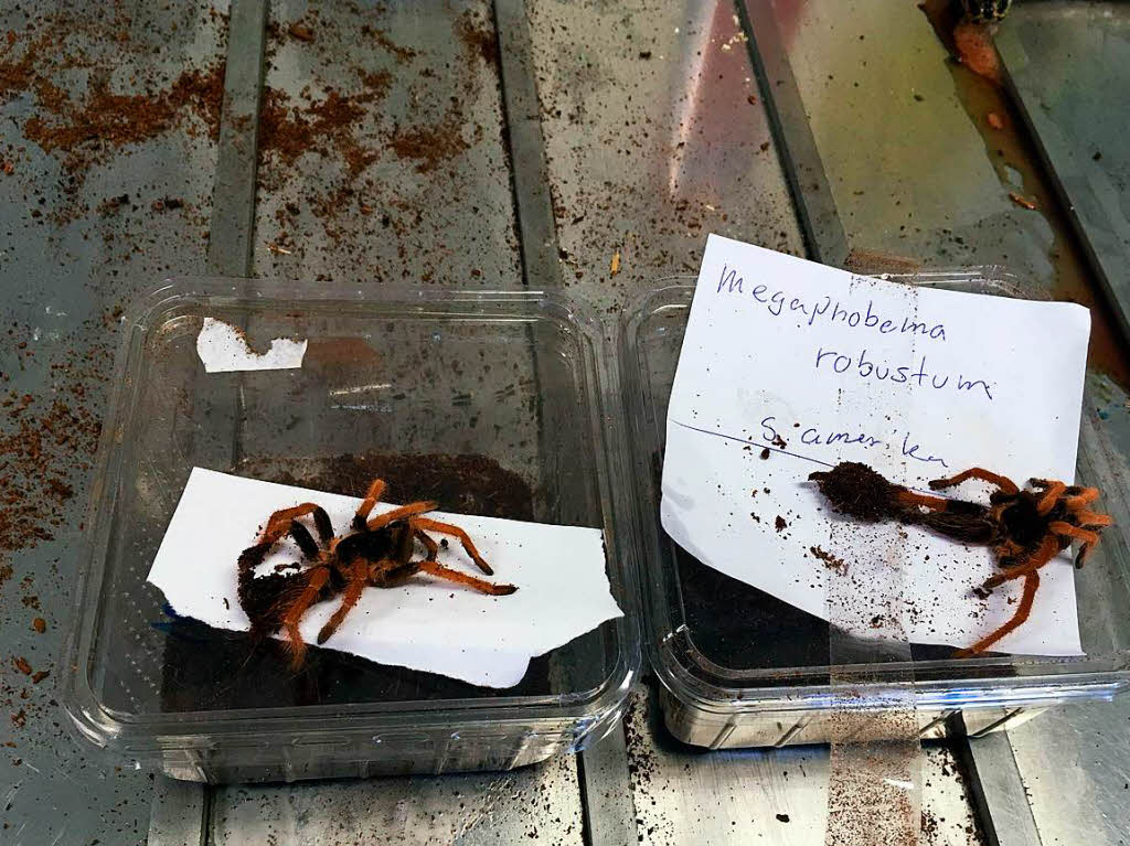 Wer geschtzte Tiere, Pflanzen oder Erzeugnisse einfhrt, muss damit rechnen, dass die Souvenirs beschlagnahmt werden.. Hier zwei kolumbianische Riesenvogelspinnen.