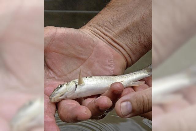 Deutlich weniger Fische benutzen neuen Aufstieg