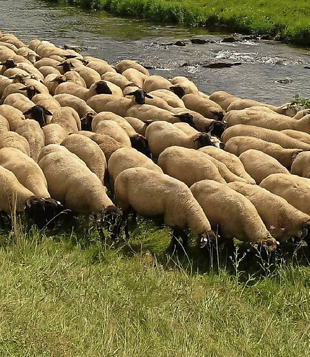 Schafe sind wichtige Landschaftspfleger.   | Foto: LEV