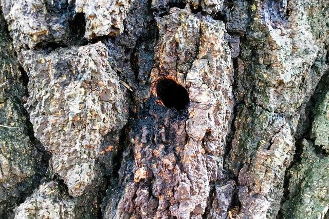 Fatale Löcher: Unbekannter vergiftet Bäume