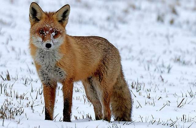 Das ist nicht der Fuchs aus dem Hausflur, aber schn ist er auch.   | Foto: Roos