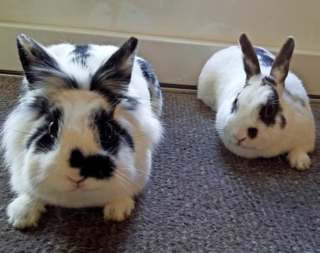 Die beiden Kaninchen Wuschel und Flecki   | Foto: Sarah Schlegel