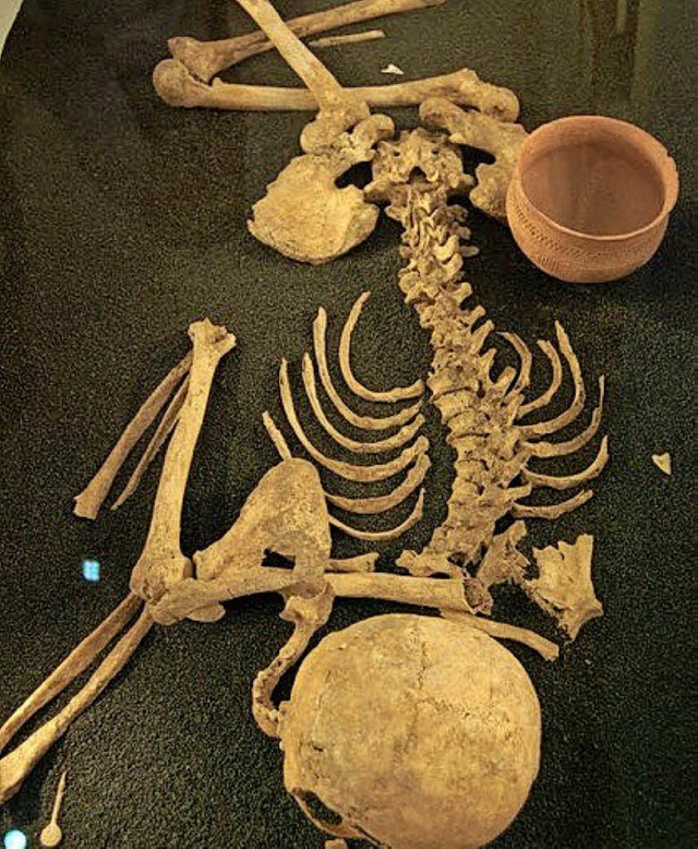 Mnnliches Skelett   | Foto: K. Hund
