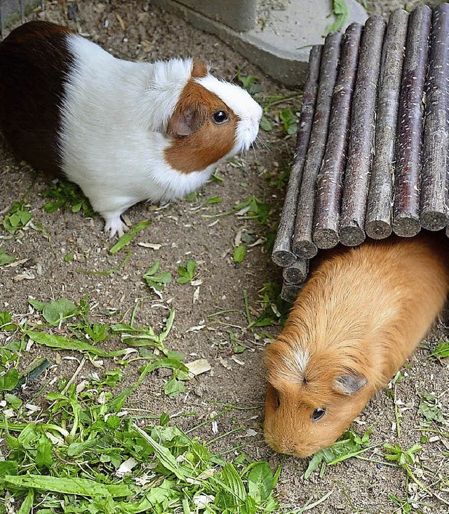 Susi und Goldi genieen Zeit in ihrem Freigehege.   | Foto: N. Bruns