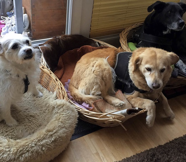 Die Hunde der Familie Schmahl sitzen  in ihren Krbchen.   | Foto: Privat