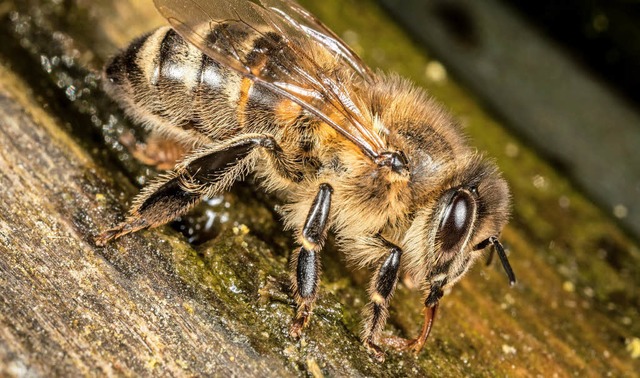 Eine Honigbiene  | Foto: dpa