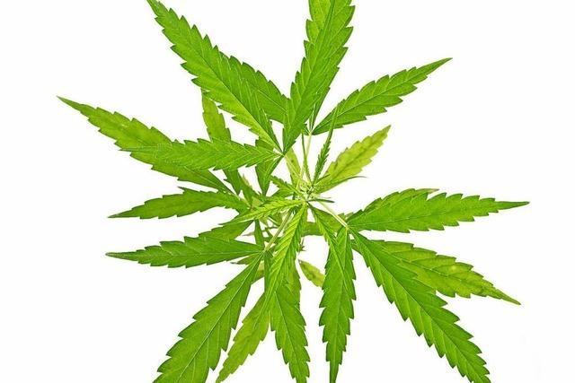 Ist Cannabis auf Rezept völlig überschätzt?