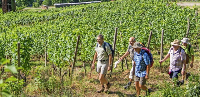 Die Natur lockt die Wanderer am 7. Mai...nur in die Reben rund um Mnchweier.    | Foto: Olaf Michel/Stadt Ettenheim