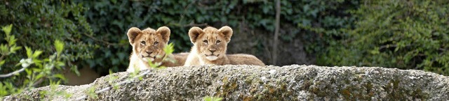 Typisch Katzen: Die Lwenkinder Nyoma ...Zeit mit kuscheln, schlafen und essen.  | Foto: catharina rische