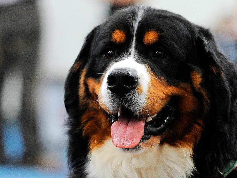 Berner Sennenhund Totet Kleinen Hund In Cafe In Hinterzarten Hinterzarten Badische Zeitung