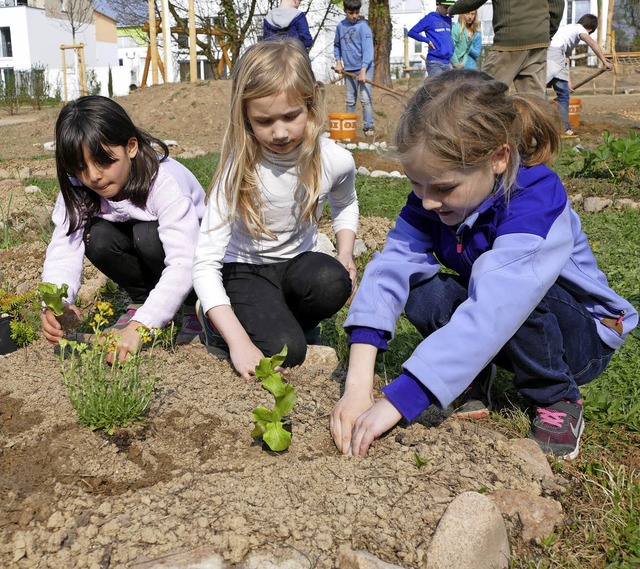 Ab in den Boden: Setzlinge werden in die vorbereiteten Beete gepflanzt.  | Foto: Lena Marie Jrger