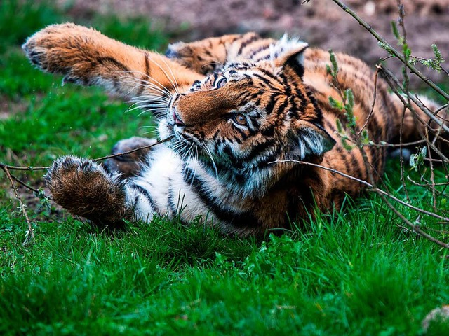 S, aber langsam pubertr: Tigerweibchen Elsa  | Foto: dpa
