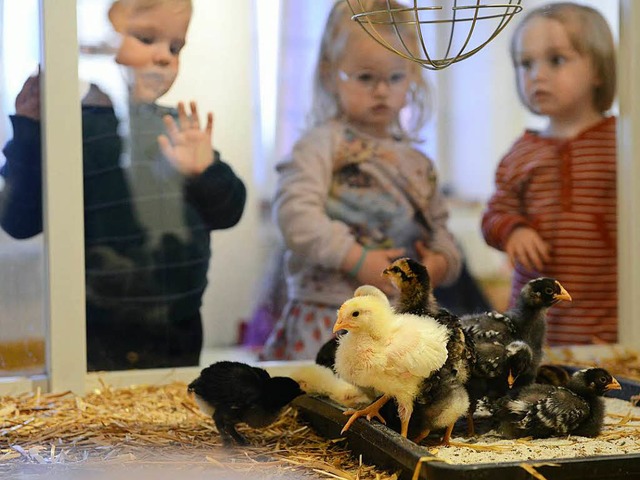 Was fr ein Hhnerhaufen: Laurin, Anab...n ber die Kken unter der Wrmelampe.  | Foto: Rita Eggstein