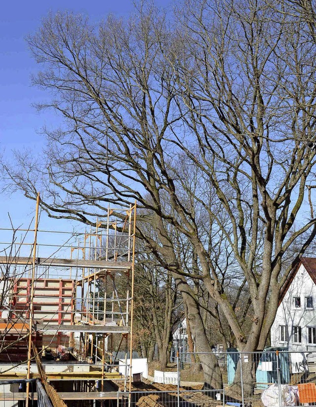 Diese ber 100 Jahre alte Eiche musste in Zhringen fr einen Neubau weichen.   | Foto: privat