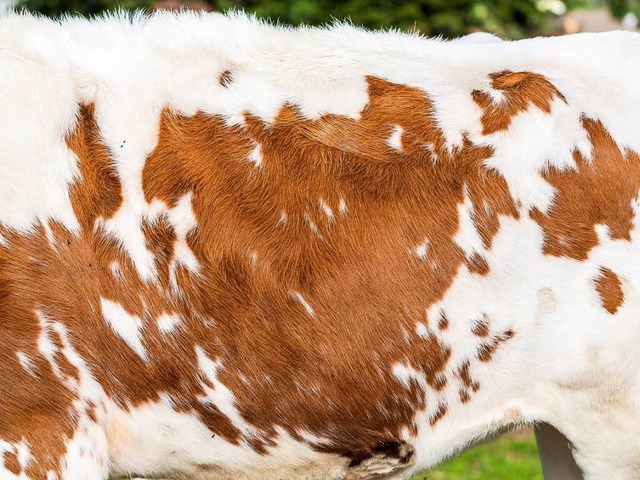 Spitzenbulle  Himnax ist ein echter Prachtkerl. (Symbolbild)  | Foto: Carlotta Huber