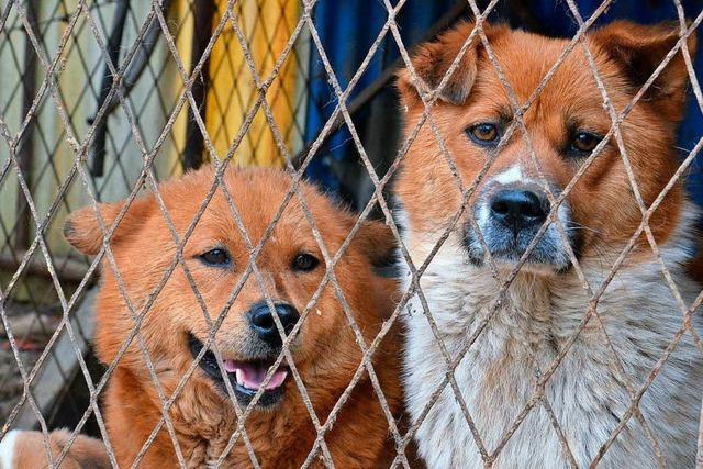 Sebastian Margenfeld setzt sich fr gefolterte Hunde in Asien ein – und vermittelt sie in Freiburg
