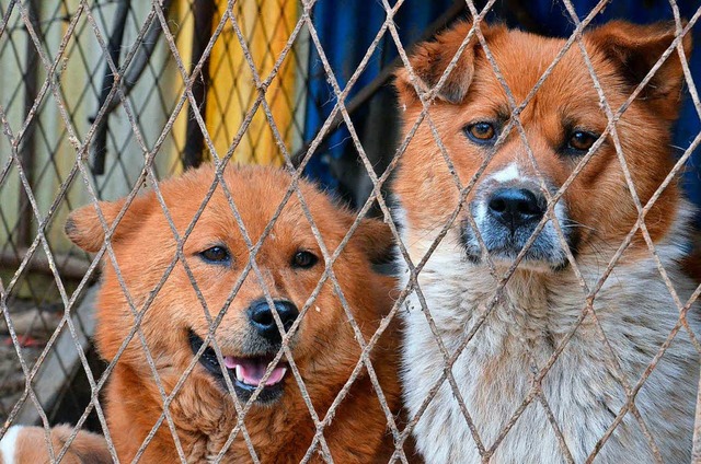 Gefangene Hunde in Asien  | Foto: Pixabay
